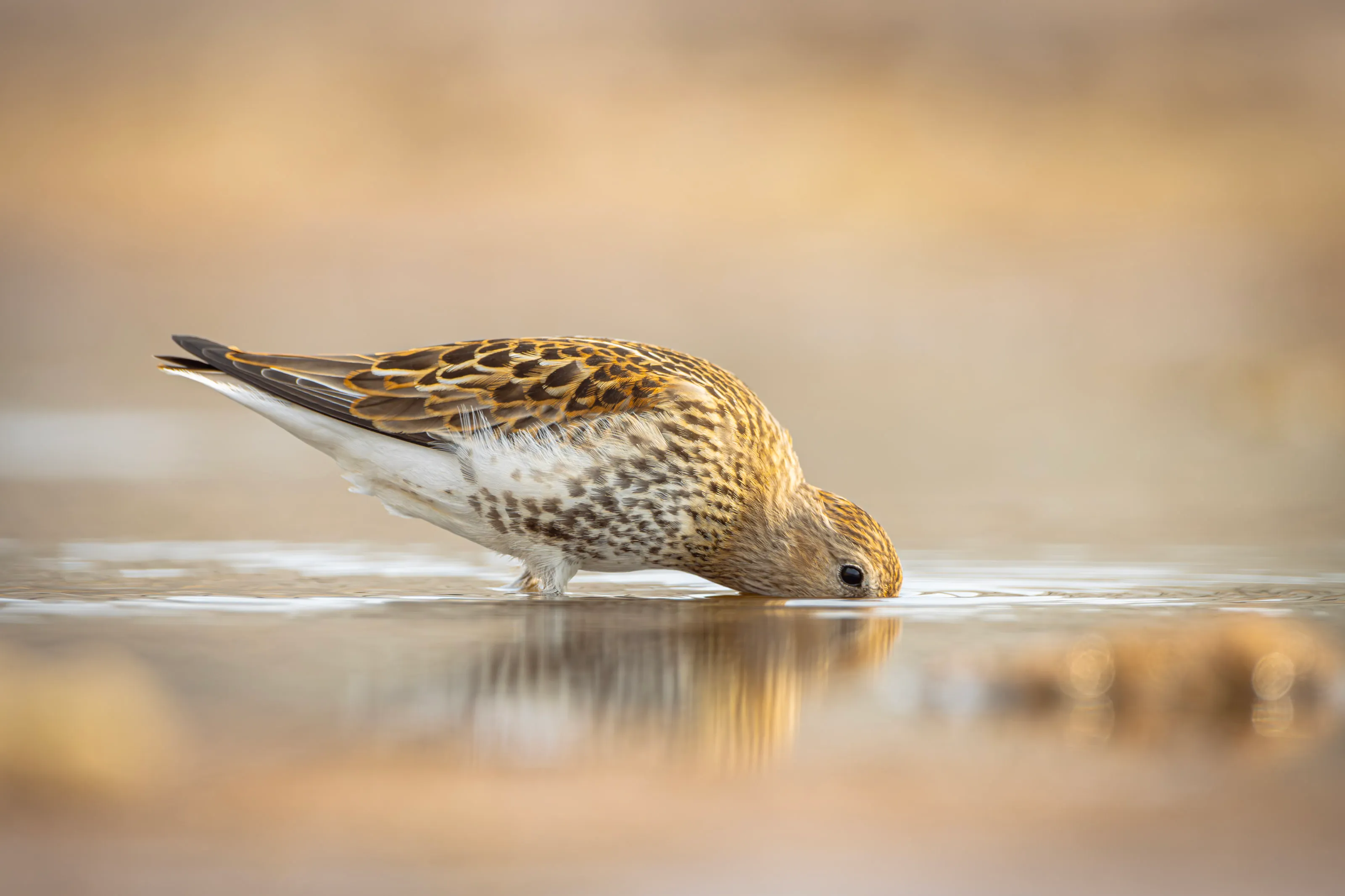 Ein Alpenstrandläufer stochert im spiegelnden Flachwasser nach Nahrung, alles in warmes, weiches Licht getaucht.