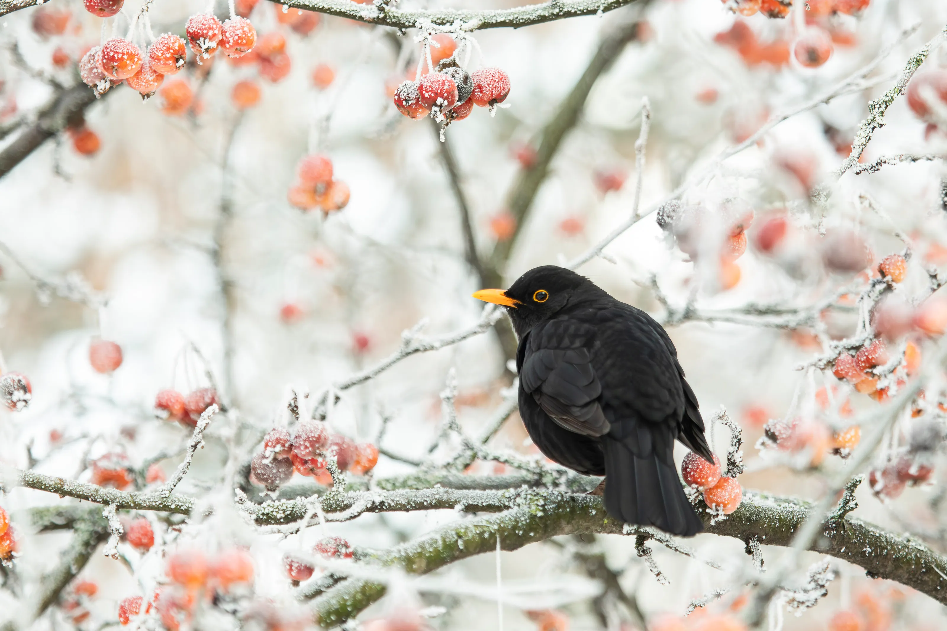 Eine schwarze Amsel sitzt auf einem bereiften Ast zwischen kleinen roten Zieräpfeln.