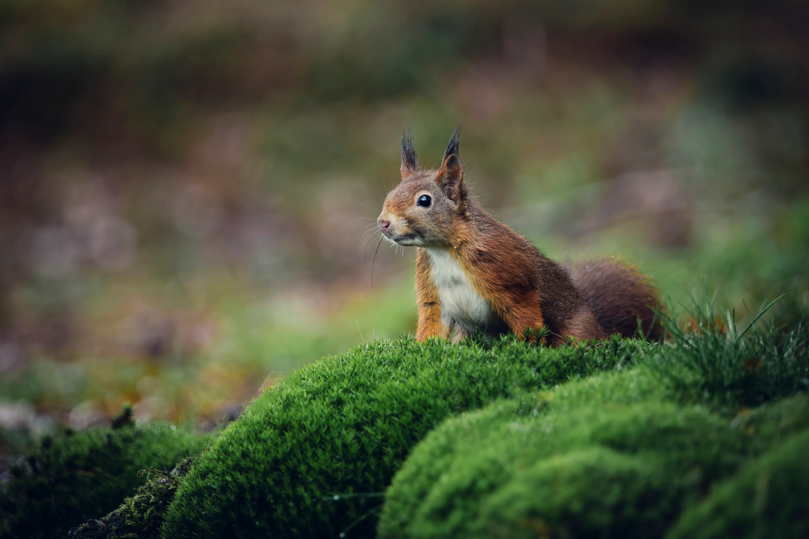 Ein rotbraunes Eichhörnchen sitzt aufmerksam auf einem moosbewachsenen Hügel.