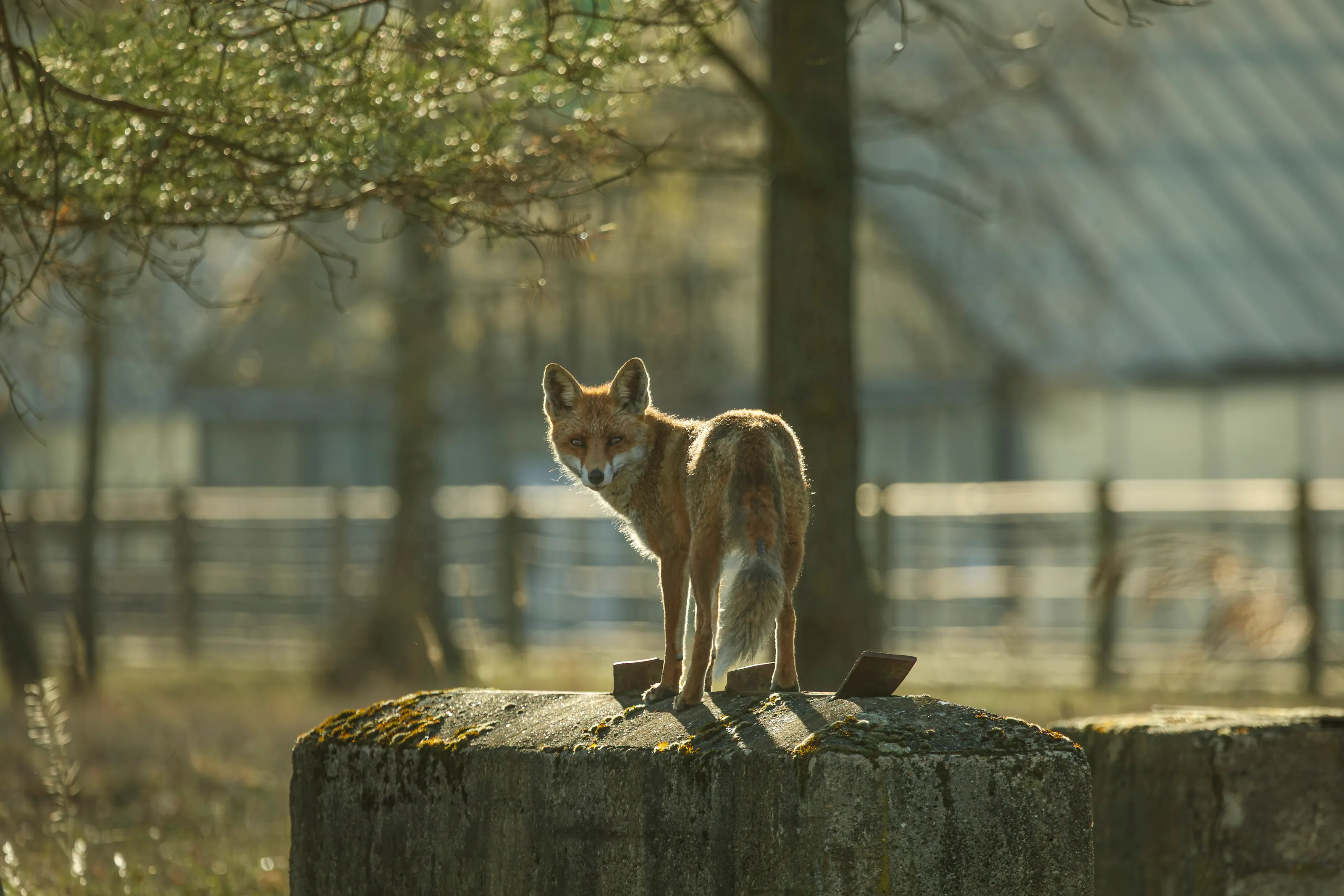 Ein Rotfuchs steht im Gegenlicht auf einem alten Betonsockel und blickt über die Schulter zurück.