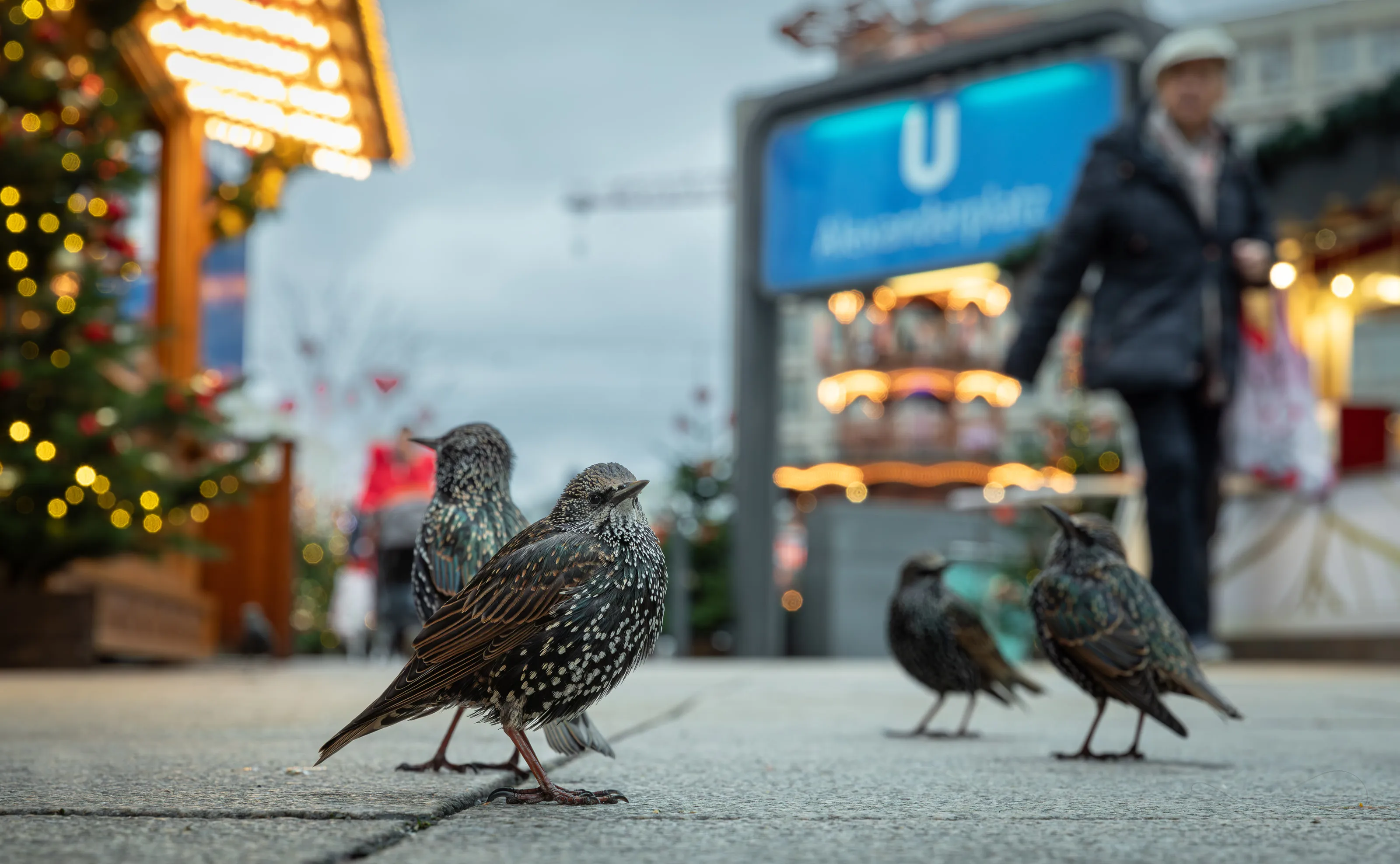 Vier Stare auf dem Pflaster vor dem Weihnachtsmarkt und dem U-Bahn-Schild am Alexanderplatz, im Hintergrund ein Passant.