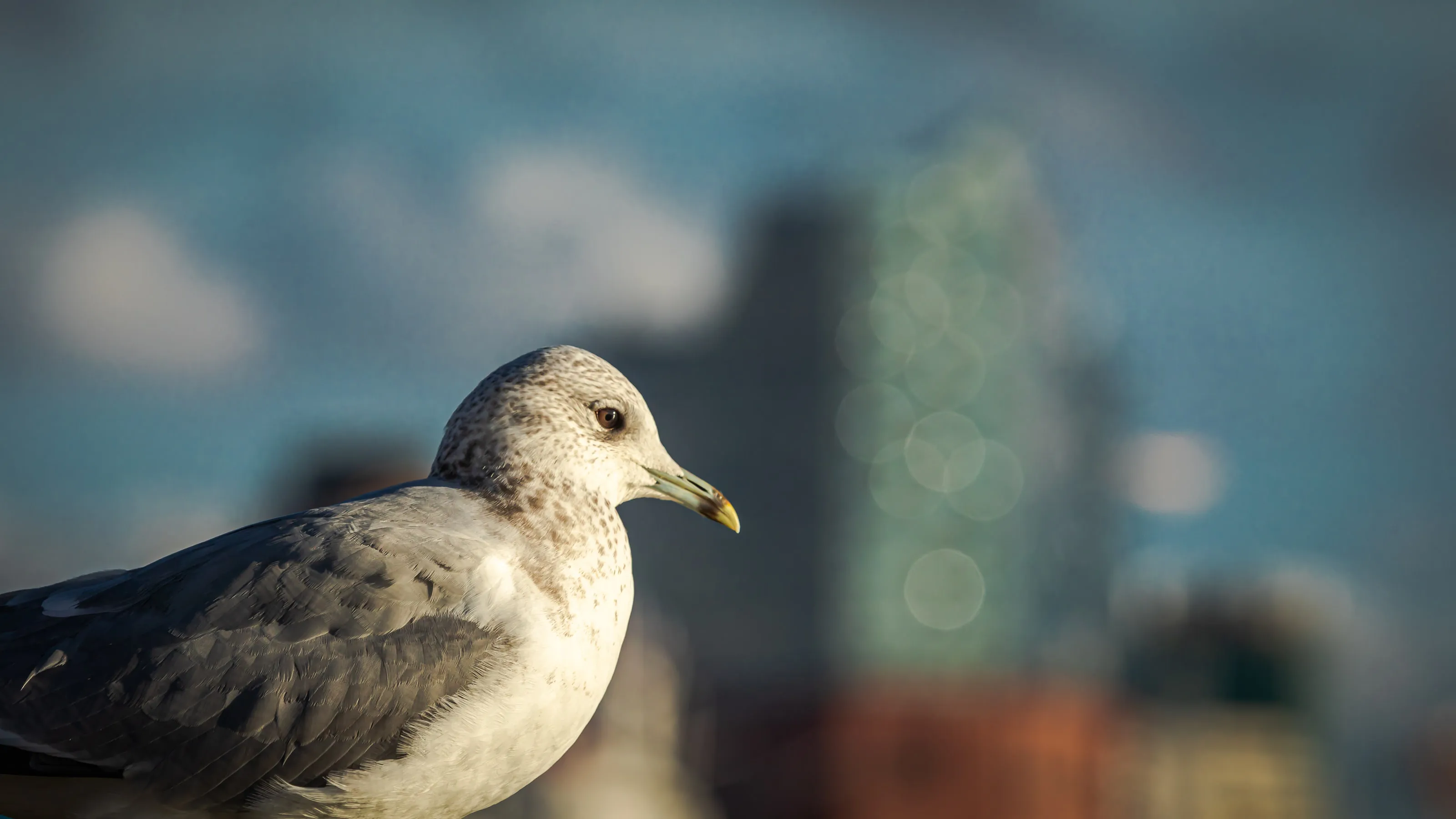 Eine Möwe im Profil, dahinter verschwommen Gebäude der Stadt und blauer Himmel.